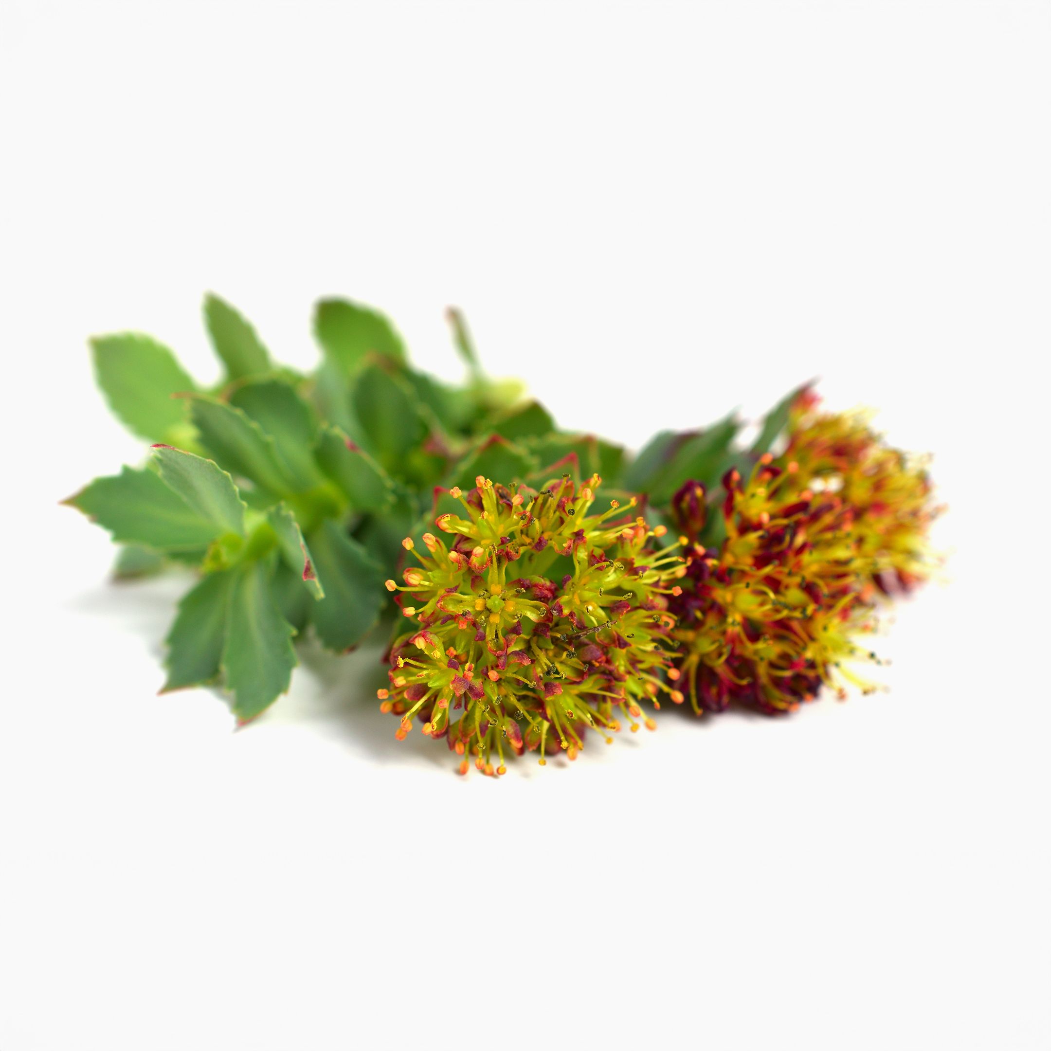 rhodiola